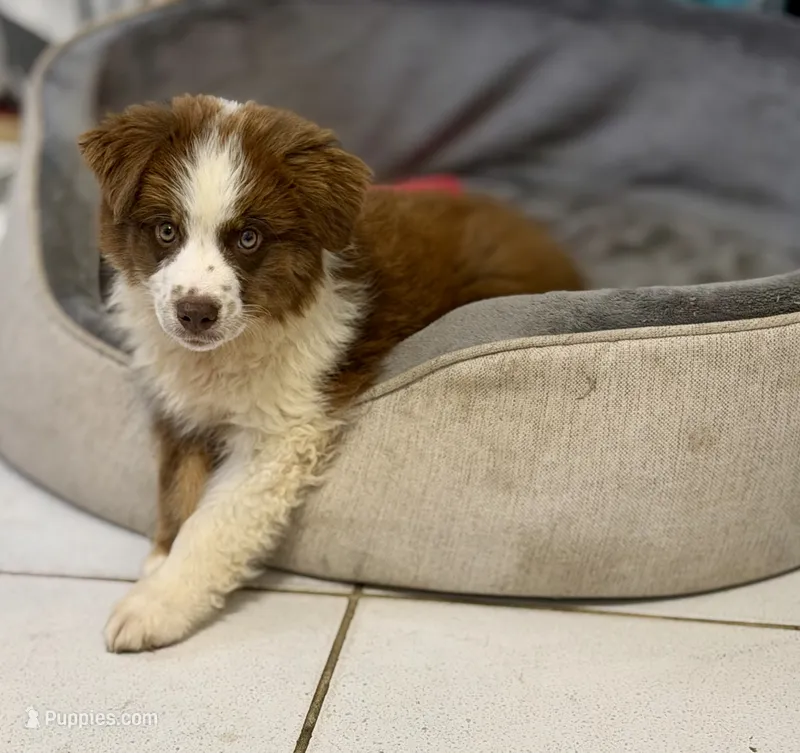 Rascal – Miniature Australian Shepherd puppy for sale in Stockdale, TX