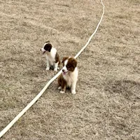 Rascal, a male Miniature Australian Shepherd for sale in Stockdale, TX – 4 of 5