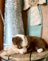 Hazel, a female Miniature Australian Shepherd for sale in Stockdale, TX – 2 of 3