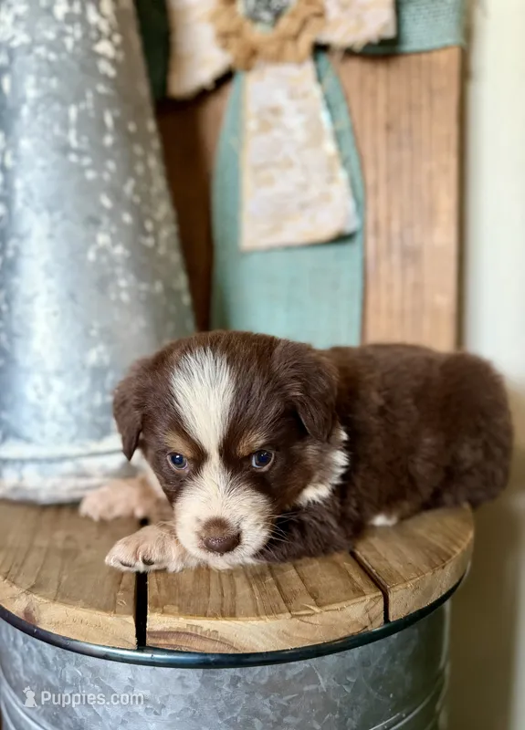 Mocha – Miniature Australian Shepherd puppy for sale in Stockdale, TX