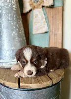Mocha, a female Miniature Australian Shepherd for sale in Stockdale, TX – 1 of 5
