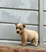 Weslynn, a male Australian Cattle Dog for sale in Stockdale, TX – 3 of 3