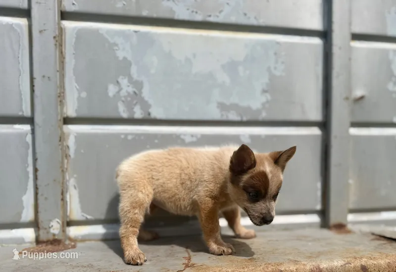 Rosie – Australian Cattle Dog puppy for sale in Stockdale, TX