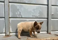 Rosie, a female Australian Cattle Dog for sale in Stockdale, TX – 1 of 3
