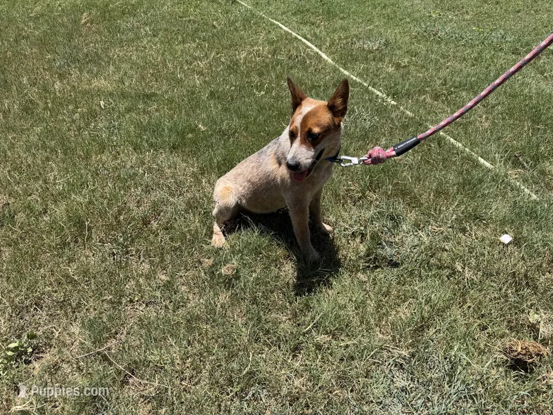 Rango – Australian Cattle Dog puppy for sale in Stockdale, TX