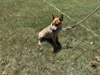 Rango, a male Australian Cattle Dog for sale in Stockdale, TX – 1 of 5