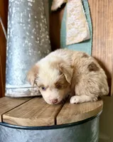 Vanilla bean, a female Miniature Australian Shepherd for sale in Stockdale, TX – 3 of 3