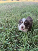 Mocha, a female Miniature Australian Shepherd for sale in Stockdale, TX – 3 of 5