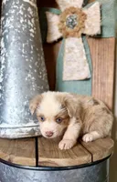 Vanilla bean, a female Miniature Australian Shepherd for sale in Stockdale, TX – 2 of 3