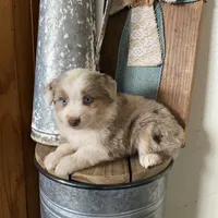 Laney, a female Miniature Australian Shepherd for sale in Stockdale, TX – Photo 4 of 4