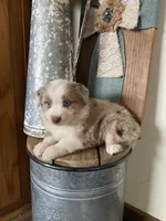 Laney, a female Miniature Australian Shepherd for sale in Stockdale, TX – Photo 4 of 4