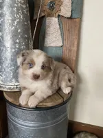 Laney, a female Miniature Australian Shepherd for sale in Stockdale, TX – Photo 1 of 4