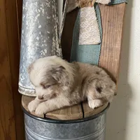Laney, a female Miniature Australian Shepherd for sale in Stockdale, TX – Photo 3 of 4