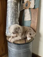 Laney, a female Miniature Australian Shepherd for sale in Stockdale, TX – Photo 3 of 4