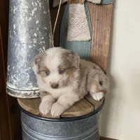 Laney, a female Miniature Australian Shepherd for sale in Stockdale, TX – Photo 2 of 4