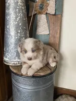 Laney, a female Miniature Australian Shepherd for sale in Stockdale, TX – Photo 2 of 4