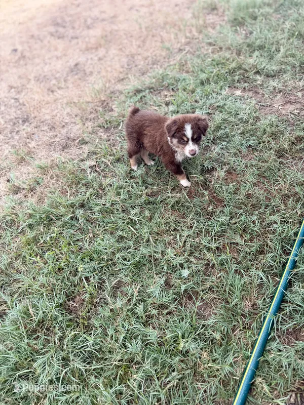 Mocha – Miniature Australian Shepherd puppy for sale in Stockdale, TX