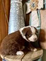 Tex, a male Miniature Australian Shepherd for sale in Stockdale, TX – 2 of 3