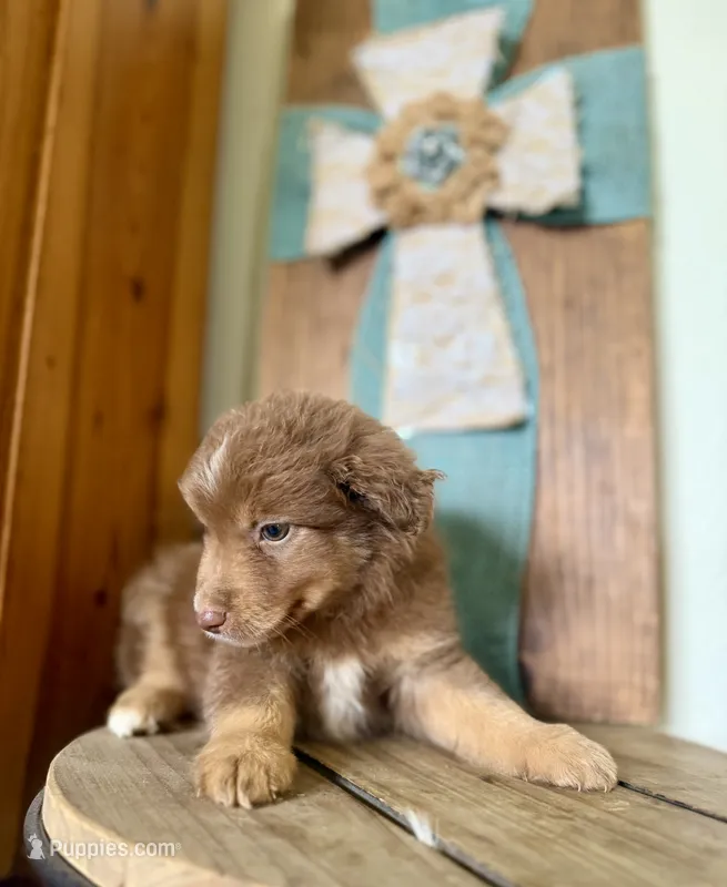 Merle – Miniature Australian Shepherd puppy for sale in Stockdale, TX