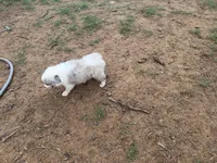 Lana, a female Miniature Australian Shepherd for sale in Stockdale, TX – Photo 4 of 5