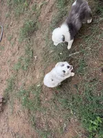 Lana, a female Miniature Australian Shepherd for sale in Stockdale, TX – Photo 5 of 5