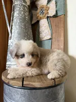 Lana, a female Miniature Australian Shepherd for sale in Stockdale, TX – Photo 2 of 5