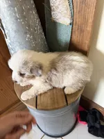 Lana, a female Miniature Australian Shepherd for sale in Stockdale, TX – Photo 3 of 5