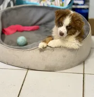 Rascal, a male Miniature Australian Shepherd for sale in Stockdale, TX – 3 of 5