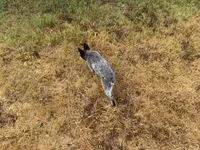 Blaze, a male Australian Cattle Dog for sale in Stockdale, TX – 4 of 4