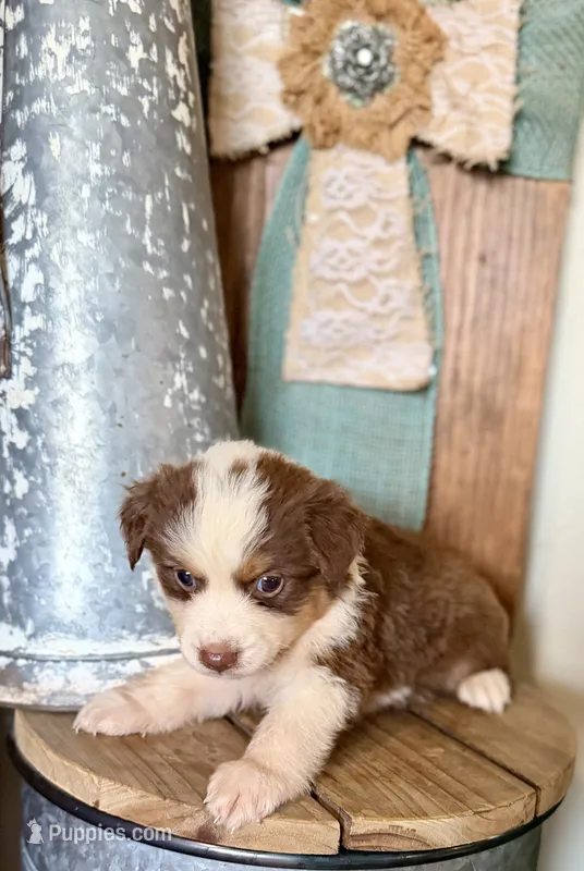 Hazel – Miniature Australian Shepherd puppy for sale in Stockdale, TX