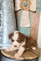Hazel, a female Miniature Australian Shepherd for sale in Stockdale, TX – 1 of 3