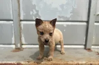 Rango, a male Australian Cattle Dog for sale in Stockdale, TX – 2 of 4