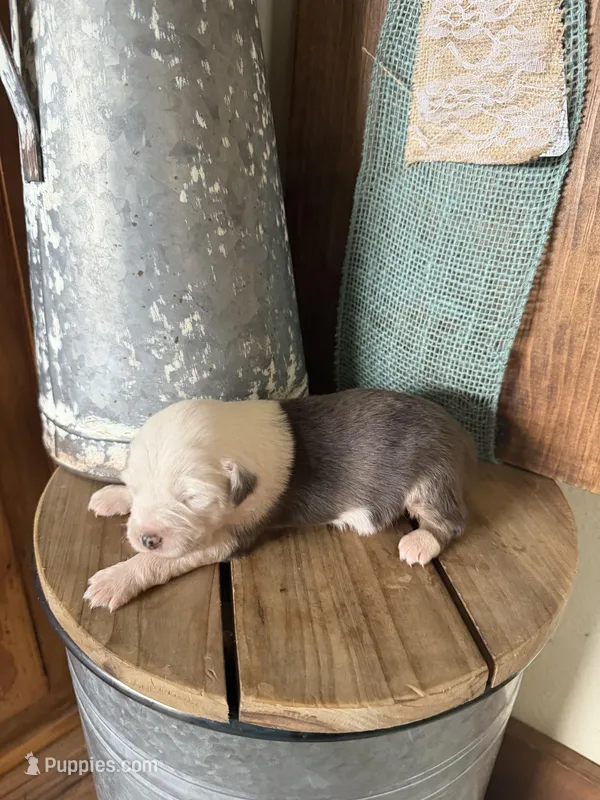 Oreo – Miniature Australian Shepherd puppy for sale in Stockdale, TX