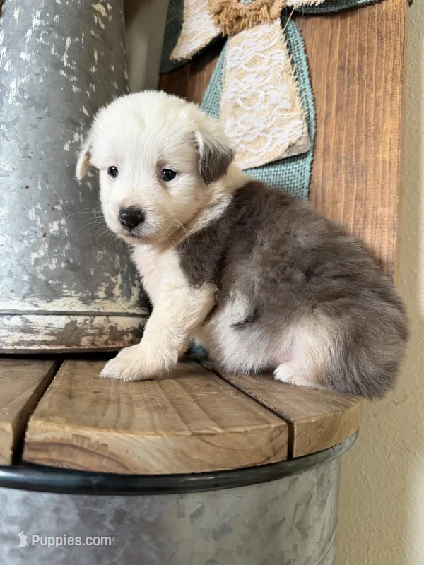Oreo – Miniature Australian Shepherd puppy for sale in Stockdale, TX