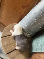 Oreo, a female Miniature Australian Shepherd for sale in Stockdale, TX – Photo 2 of 2