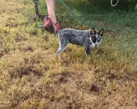 Blaze, a male Australian Cattle Dog for sale in Stockdale, TX – 2 of 4