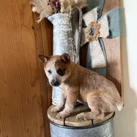 Rosie, a female Australian Cattle Dog for sale in Stockdale, TX – Photo 4 of 5