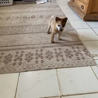 Rosie, a female Australian Cattle Dog for sale in Stockdale, TX – Photo 3 of 5