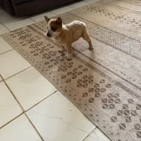 Rosie, a female Australian Cattle Dog for sale in Stockdale, TX – Photo 5 of 5