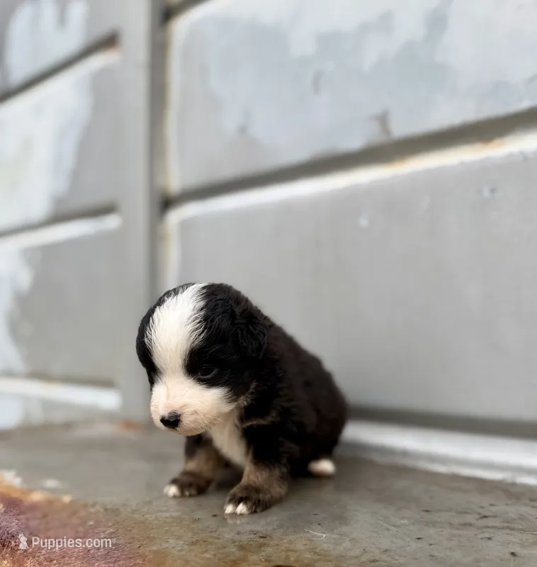 Merle – Miniature Australian Shepherd puppy for sale in Stockdale, TX