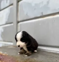 Merle, a male Miniature Australian Shepherd for sale in Stockdale, TX – 1 of 3