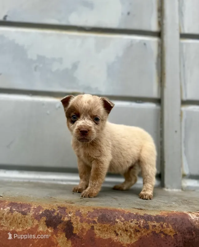 Weslynn – Australian Cattle Dog puppy for sale in Stockdale, TX