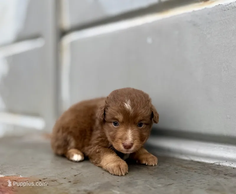 Merle – Miniature Australian Shepherd puppy for sale in Stockdale, TX