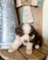 Carmelo, a female Miniature Australian Shepherd for sale in Stockdale, TX – 5 of 5