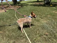 Rango, a male Australian Cattle Dog for sale in Stockdale, TX – 4 of 5