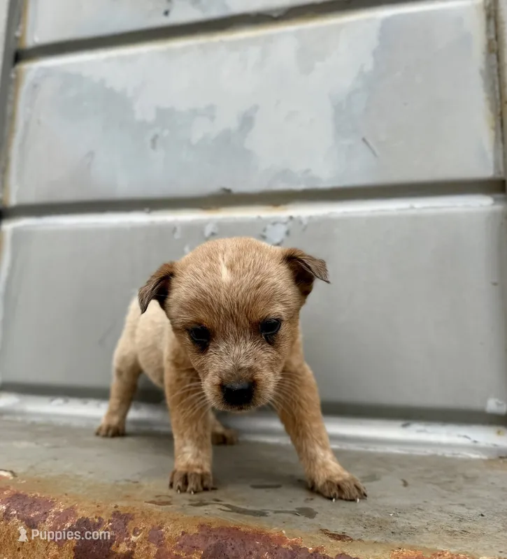 Reba – Australian Cattle Dog puppy for sale in Stockdale, TX
