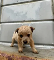 Reba, a female Australian Cattle Dog for sale in Stockdale, TX – 1 of 2