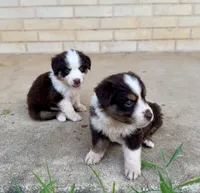 Carmelo, a female Miniature Australian Shepherd for sale in Stockdale, TX – 3 of 5