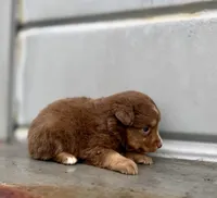 Merle, a male Miniature Australian Shepherd for sale in Stockdale, TX – 2 of 2