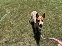Rango, a male Australian Cattle Dog for sale in Stockdale, TX – 2 of 5